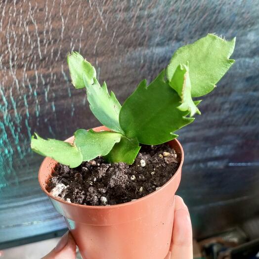 Decembrist, Schlumberger Yellow Cactus KR803
