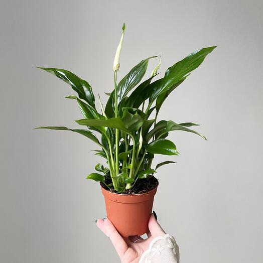 Spathiphyllum Chopin D9cm