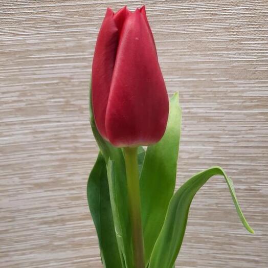 Красный тюльпан