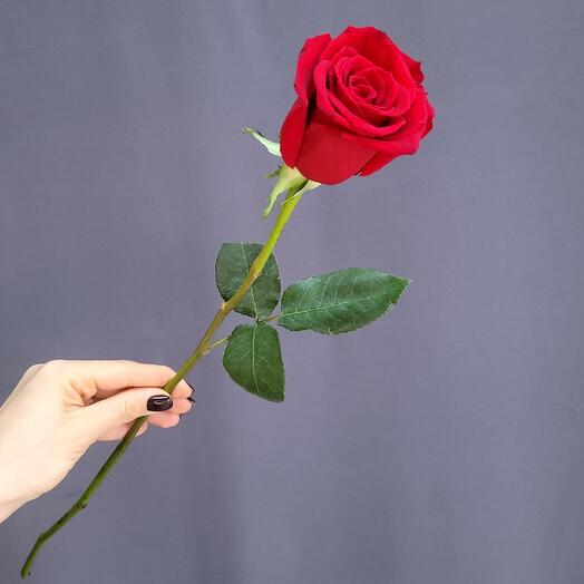 Red Rose Ecuador