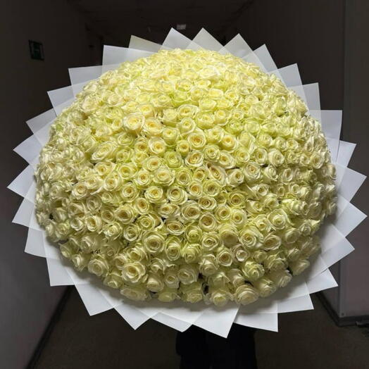 301 Белая роза