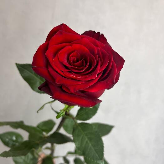 Высокая красная почти метровая Роза 80 см премиум