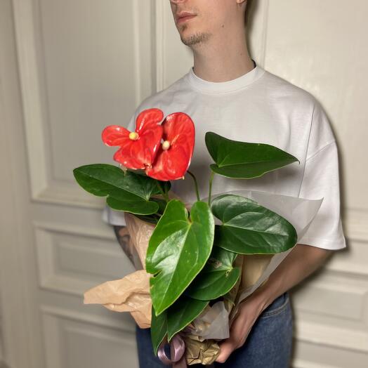 Антуриум красный цветущий сердечный ️