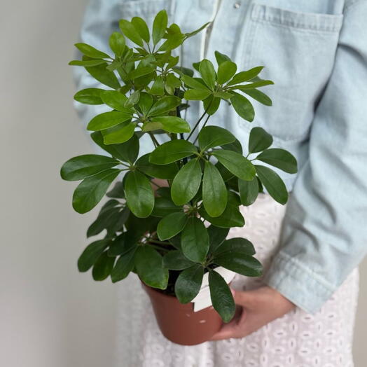 Шефлера Нора