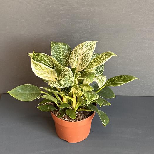 Филодендрон Биркин Уайт