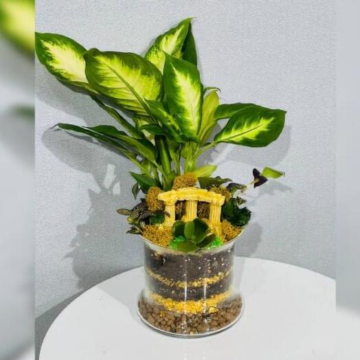 Флорариум с фикусом и руинами
