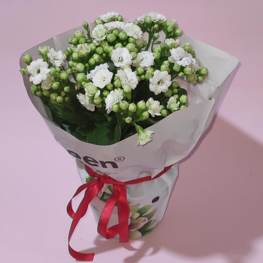 Saksı beyaz kalanchoe çiçeği anneler gunu çiçeği iç mekan bitkisi
