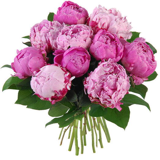 Pivoine imperiale