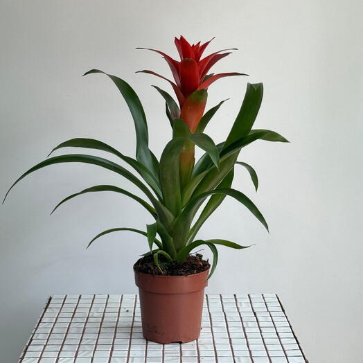 Гузмания13/50