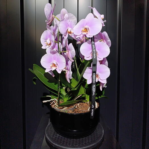 Phalenoepsis -Orquidea
