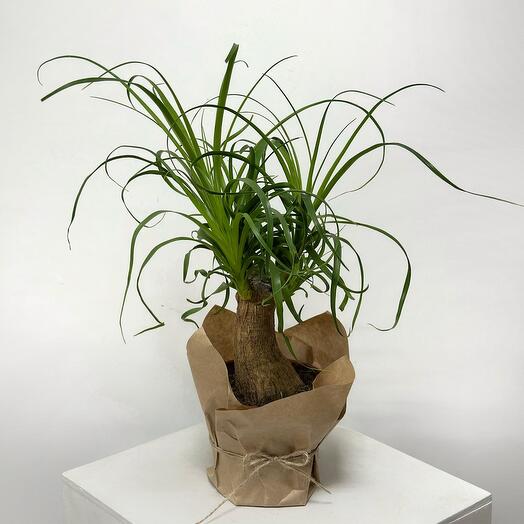 Нолина (Nolina recurvata)