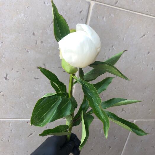 Пионы 💐💐💐💐💐💐💐💐