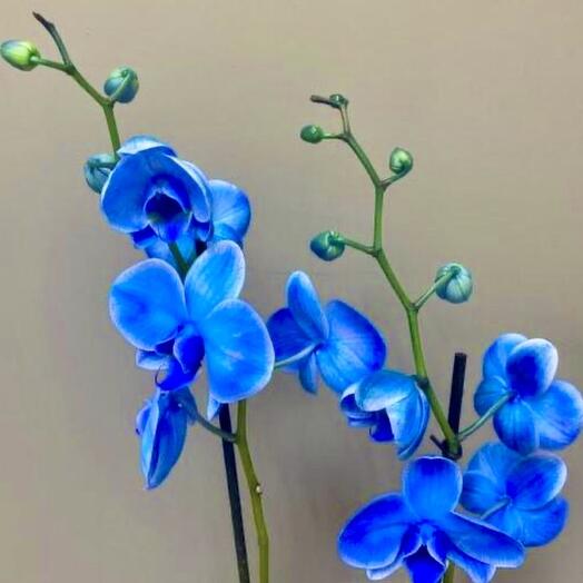 Фаленопсис Magic Blue