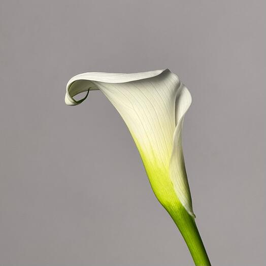 White calla lilies from "Growing Up"