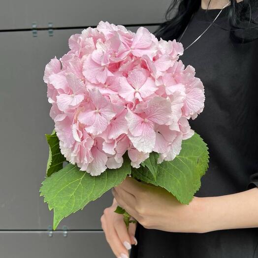 Hydrangea pink Holland