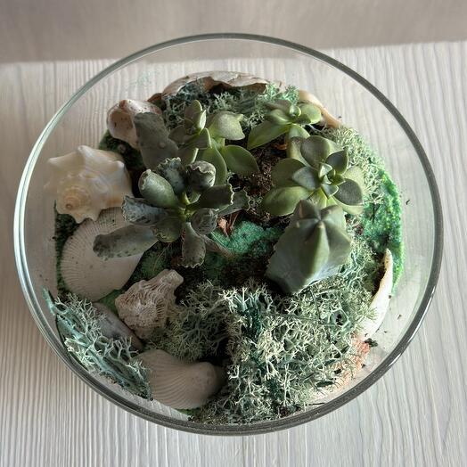 Флорариум из 4 суккулентов и кактуса
