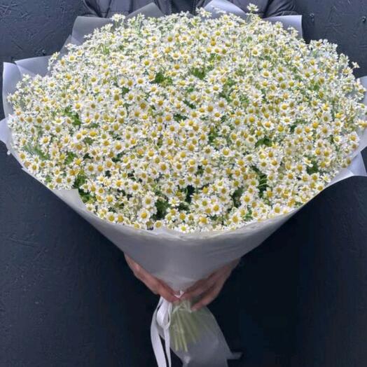 35 кустовых ромашек