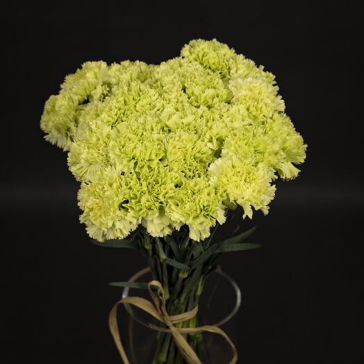 25 Lime carnation