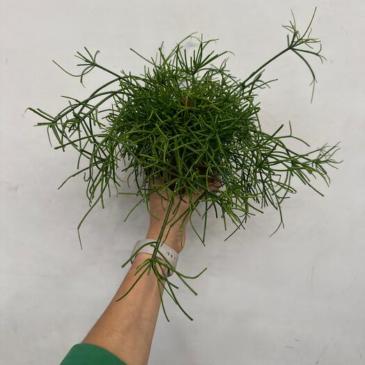 Рипсалис подвесной