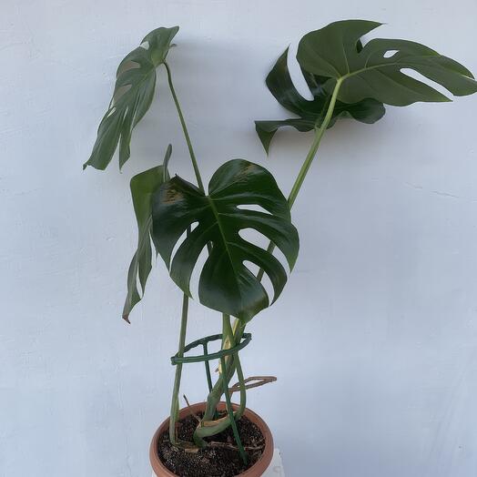 Комнатное  растение монстера