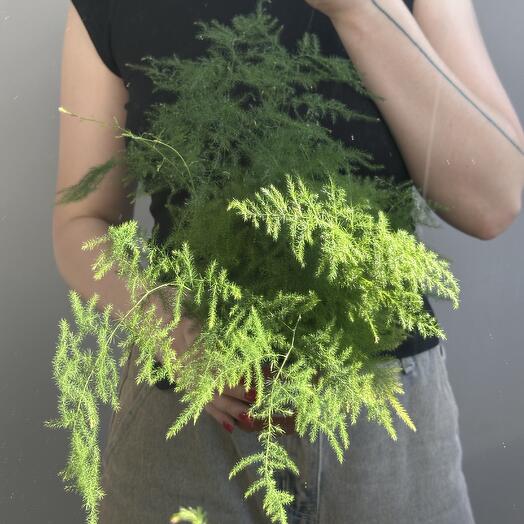 Аспарагус Плюмозус