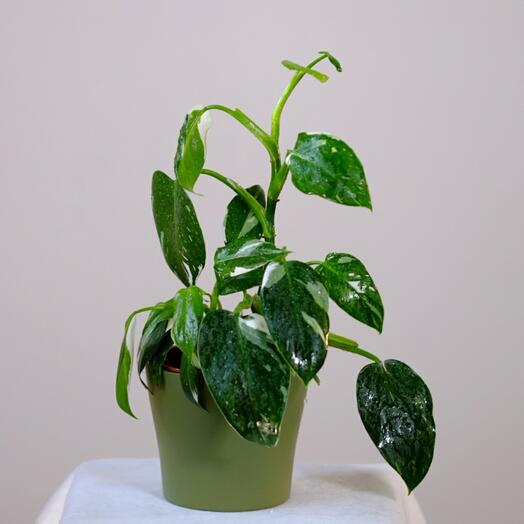 Филодендрон Birkin White