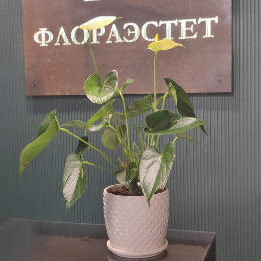 Комнатное растение