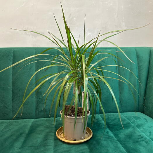 Комнатное растение Драцена