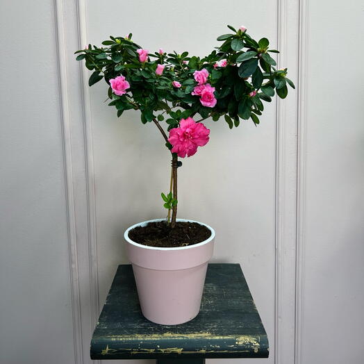 Розовая азалия в кашпо