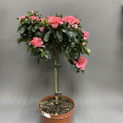 Азалия штамбовая в горшке 19 см