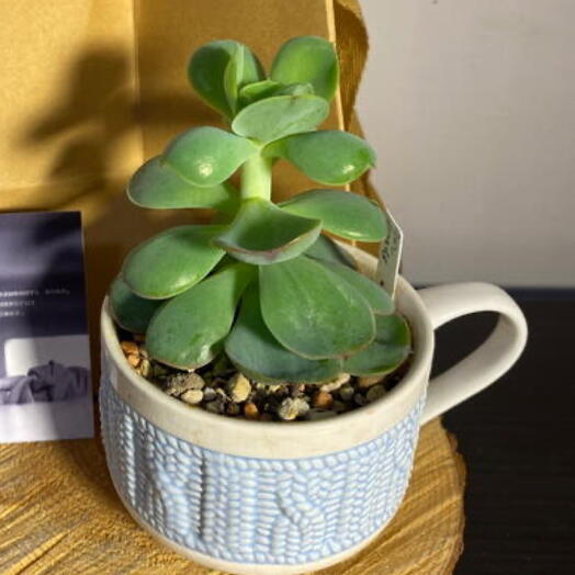 Подарок кружка с суккулентом