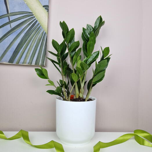 Долларовое дерево Замиокулькас в белом горшке