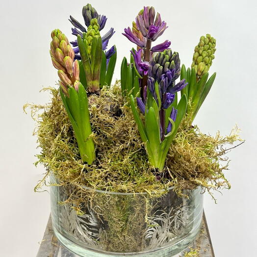 Гиацинты в кашпо весенная компощиция  Комнатное растение