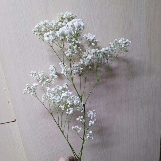 Гипсофила белая