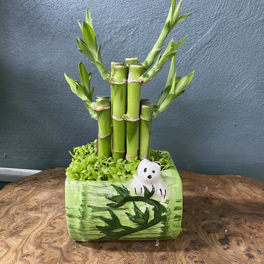 Бамбук в горшке