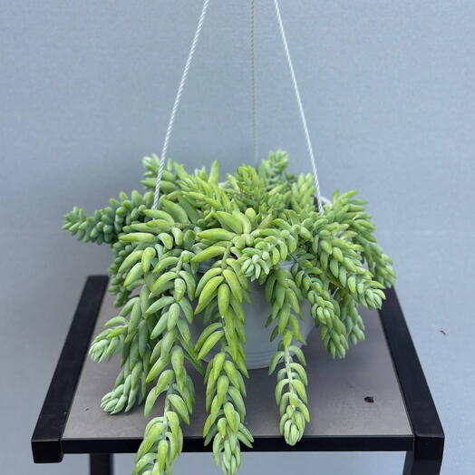 Очиток Моргана (SEDUM MORGANIANUM HANGPOT )