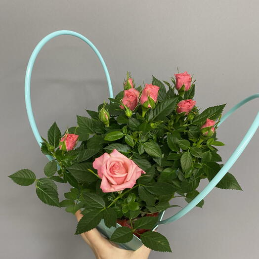 Роза кордана в горшке