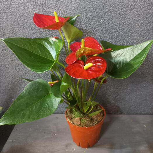 Антуриум Андриантум