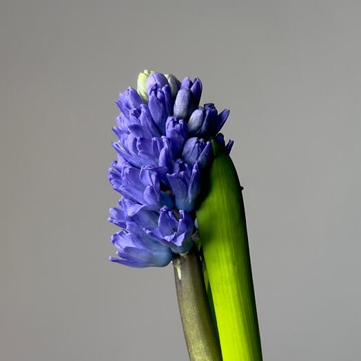 Синий гиацинт «Растим»