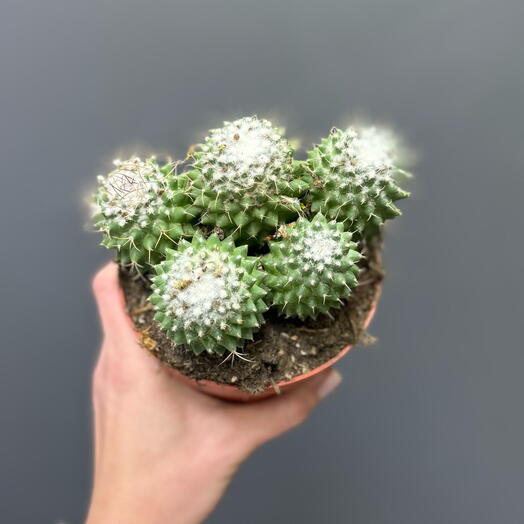 Кактус