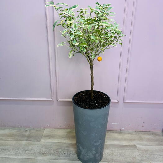 Вариагатный коломондин