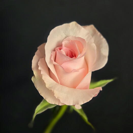 Pink rose / pink rose / pink rose