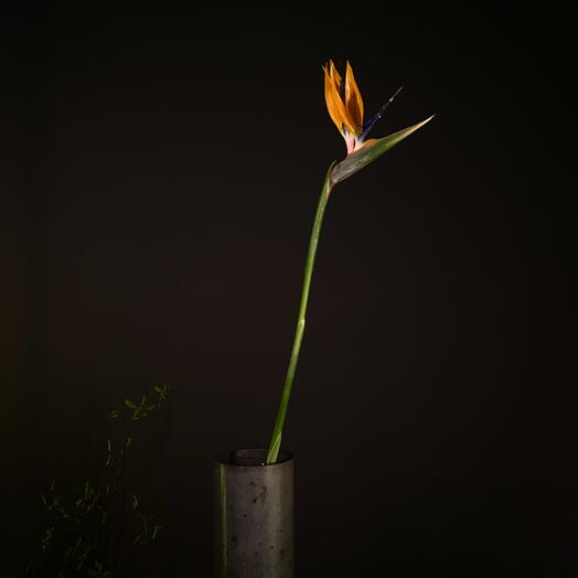 Стрелиция / Райская птица роскошный тропический цветок