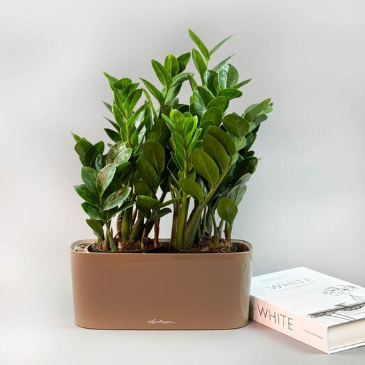 Замиокулькас «долларовое дерево» композиция в кашпо Lechuza