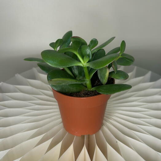 Крассула овата Сансет мини (Денежное дерево)