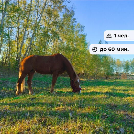 Сила и грация.  Конная прогулка в Бархат Ранчо