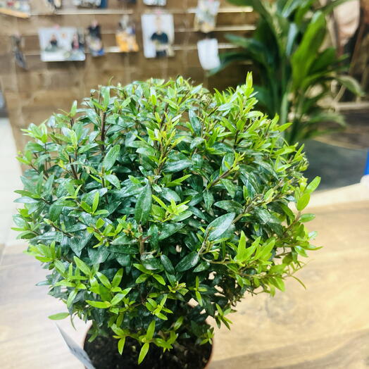 Миртовое дерево на штамбе