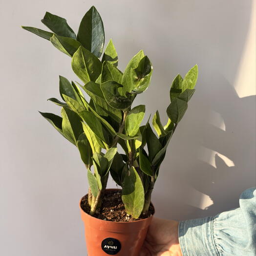 Замиокулькас средний