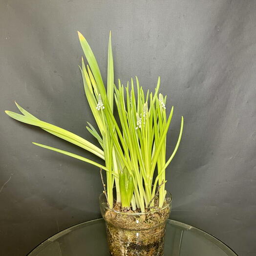 Мини садик с весенними первоцветами в стеклянной вазе