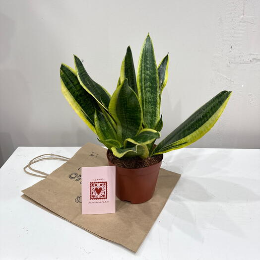 Sansevieria Сансевиерия Лауренти / комнатное